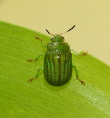 Calomela pallida