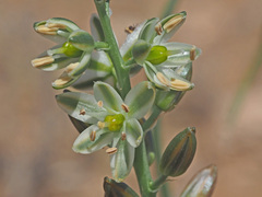 Albuca virens