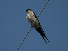 Cecropis striolata