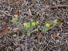 Triptilodiscus pygmaeus