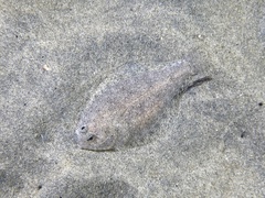 Citharichthys stigmaeus