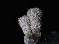 Cyathus striatus