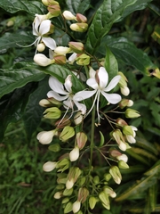 Clerodendrum