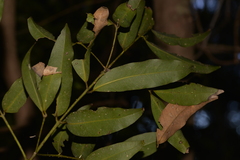 Cinnamomum virens