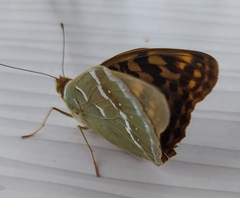 Argynnis pandora