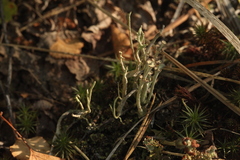 Cladonia verticillata