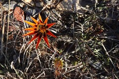 Gazania rigida