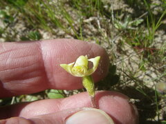 Disperis villosa