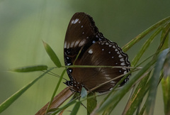 Hypolimnas bolina