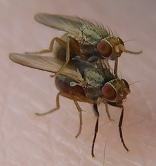 Trixoscelis frontalis