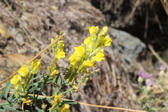 Linaria angustissima