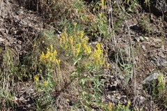 Linaria angustissima