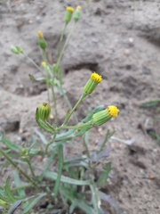 Senecio dubitabilis