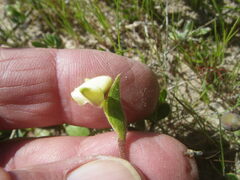 Disperis villosa
