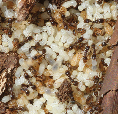 Tetramorium caespitum