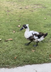 Anas platyrhynchos domesticus