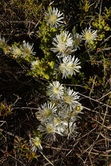 Drosanthemum