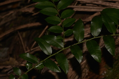 Capparis arborea