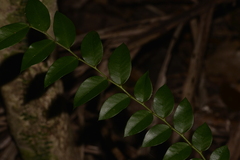 Capparis arborea