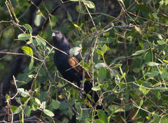 Centropus sinensis