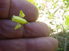 Disperis villosa