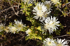 Drosanthemum