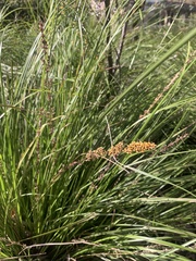Carex appressa