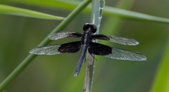 Neurothemis feralis