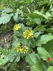 Rhamphospermum arvense