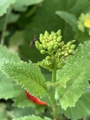 Rhamphospermum arvense