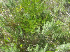 Pelargonium multiradiatum