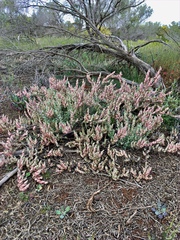 Maireana trichoptera