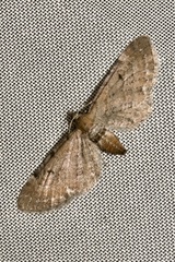Eupithecia absinthiata