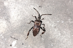 Leptoglossus occidentalis
