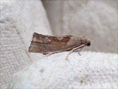 Pelochrista similiana