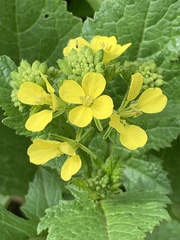 Rhamphospermum arvense