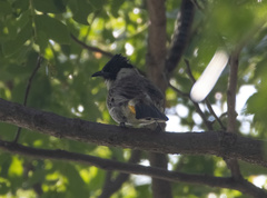 Pycnonotus aurigaster