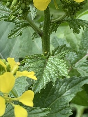 Rhamphospermum arvense