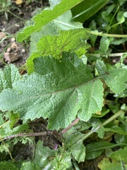 Rhamphospermum arvense