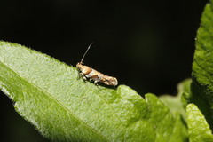 Aristotelia devexella