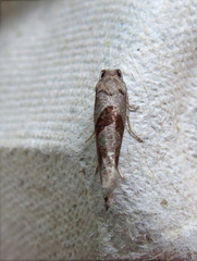 Pelochrista similiana