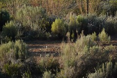 Dicerothamnus rhinocerotis