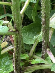 Rhamphospermum arvense