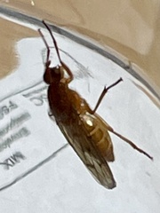 Dryomyza