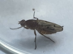 Dryomyza