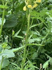 Rhamphospermum arvense