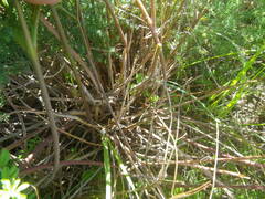 Pelargonium multiradiatum