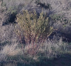 Gomphocarpus fruticosus