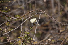 Acacia mellifera subsp. detinens image