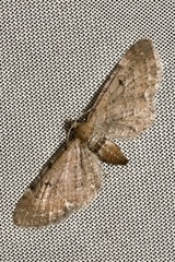 Eupithecia absinthiata
